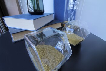 earls court building