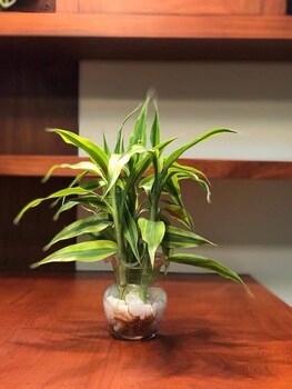 thada apartment