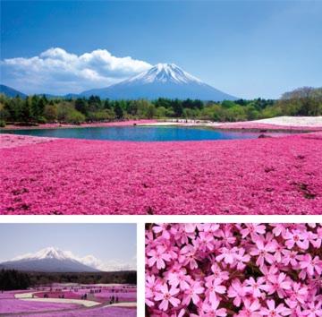 fuji sakura house