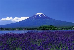 fuji sakura house