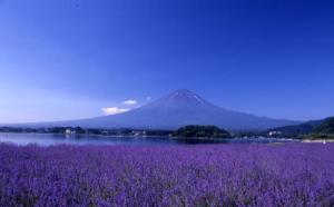 fuji sakura house