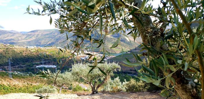 casa do arco by douro exclusive