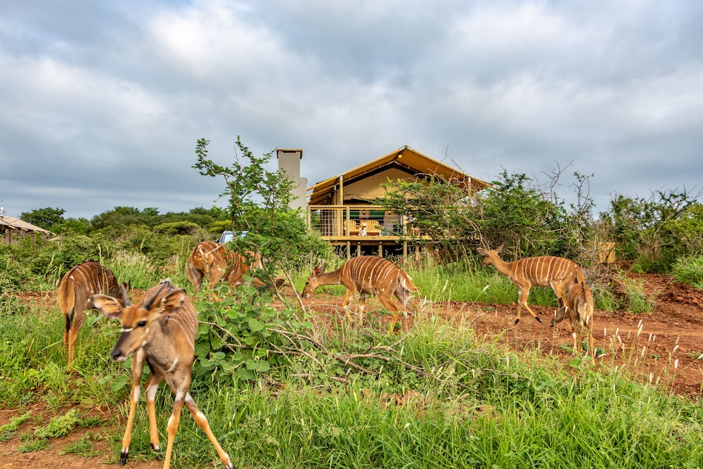 africamps at white elephant safaris