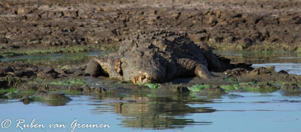 africamps at white elephant safaris