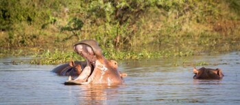 africamps at white elephant safaris