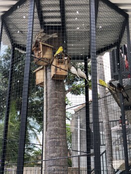 the jungle hostel canggu