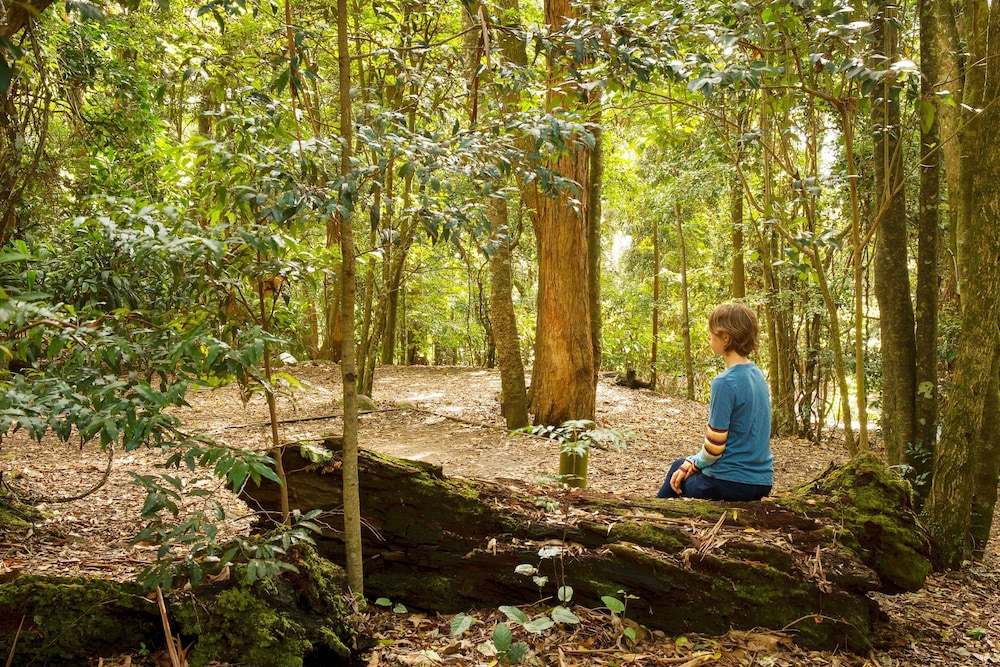 binna burra rainforest campsite
