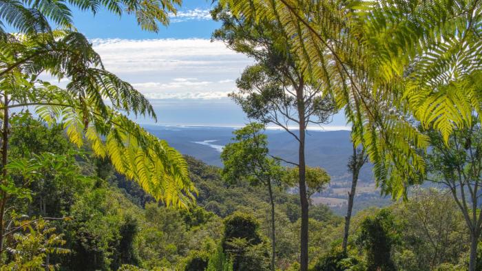 binna burra rainforest campsite