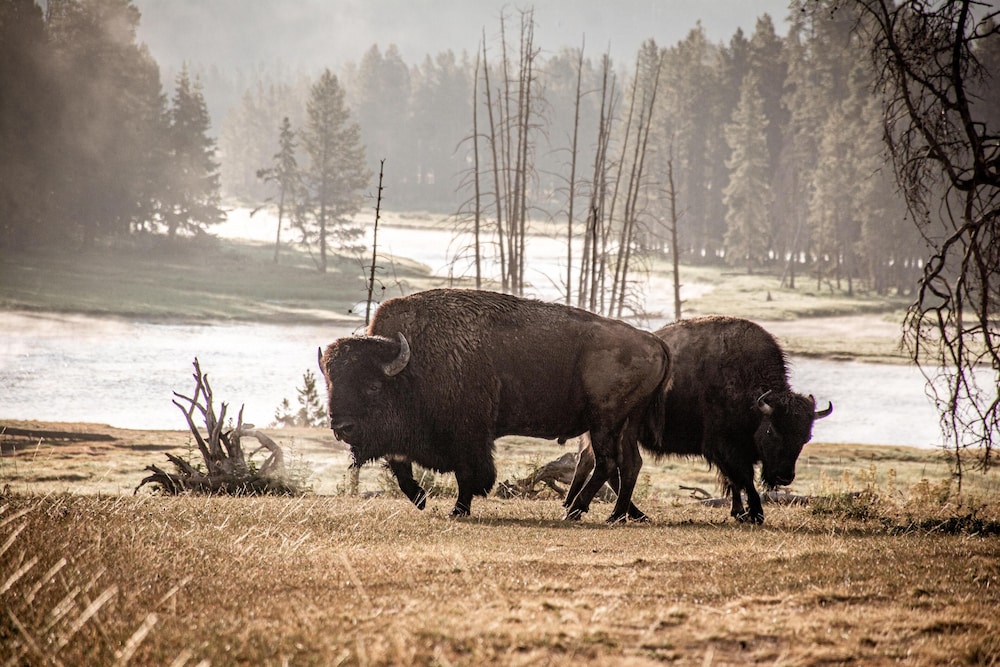 wander camp yellowstone