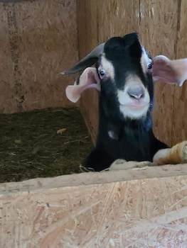 country aire bed and breakfast