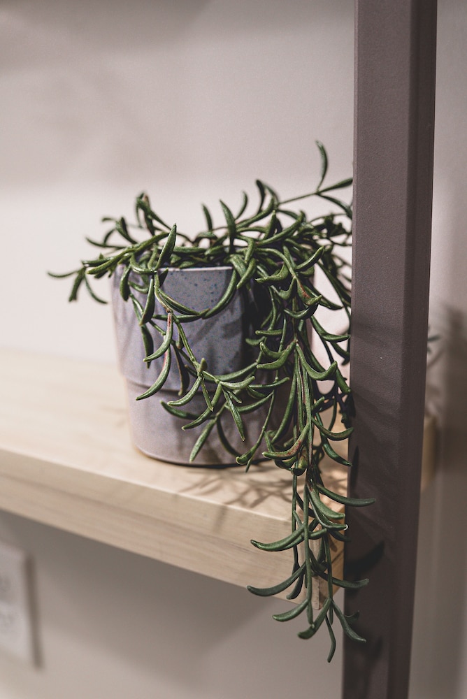 sova micro room and social hotel