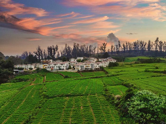 mango hill resort ooty