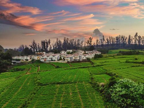 mango hill resort ooty