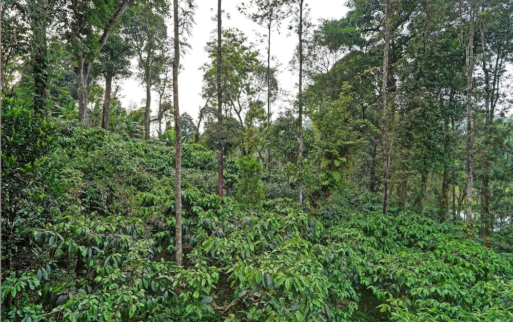 coorg