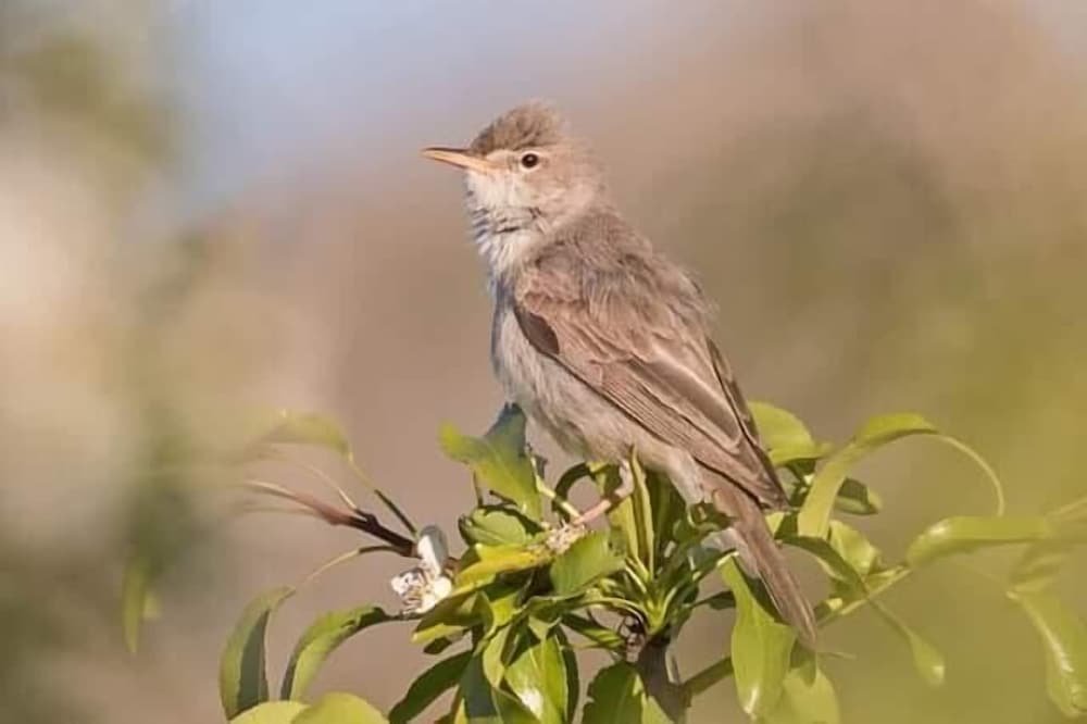 home away from home gust house