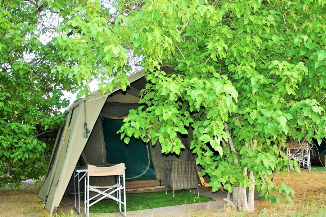 hippo island okavango delta