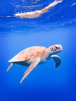 coral sea dreaming dive and sail