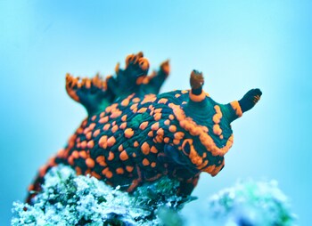 coral sea dreaming dive and sail