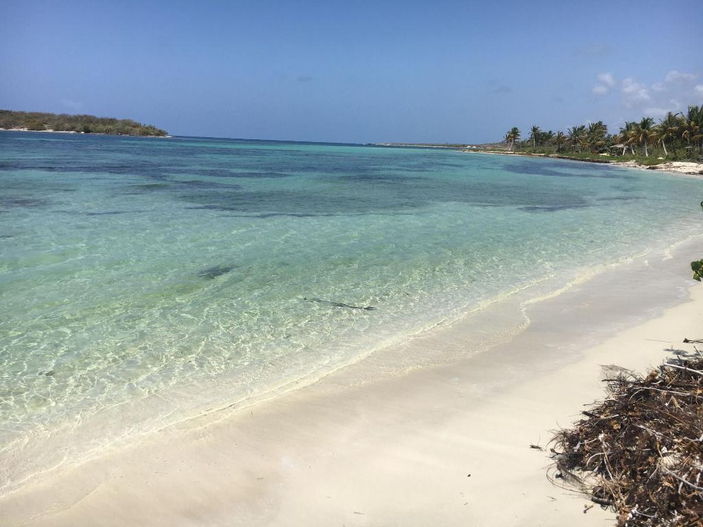 vieques