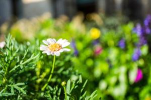 santiago de compostela