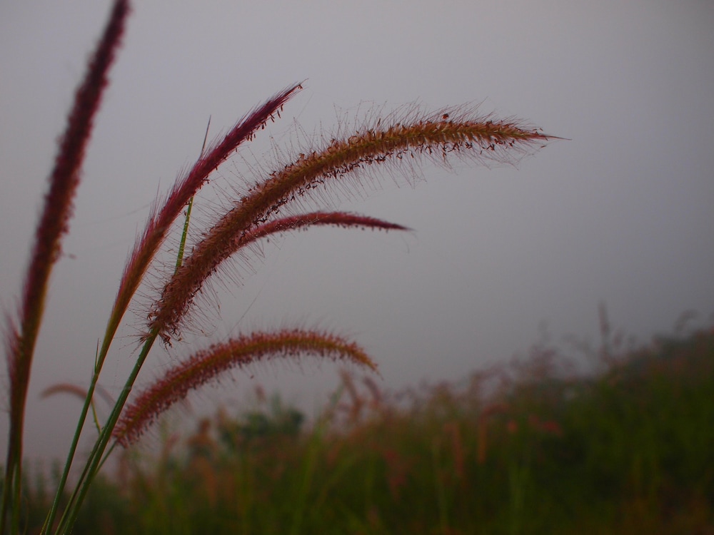 aenguy sabey chiangkhan homestay