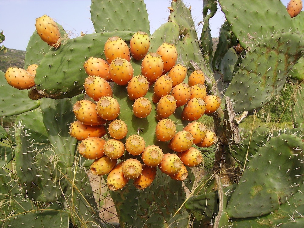 villagrande strisaili