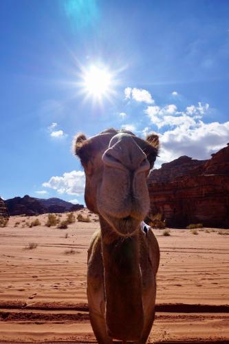 wadi rum protected area camp