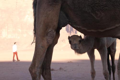 wadi rum protected area camp