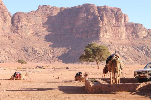 wadi rum protected area camp