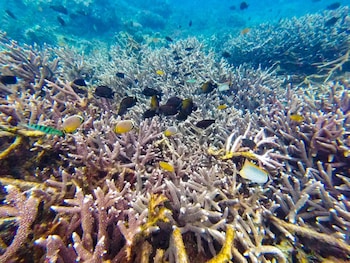 the box house nusa penida