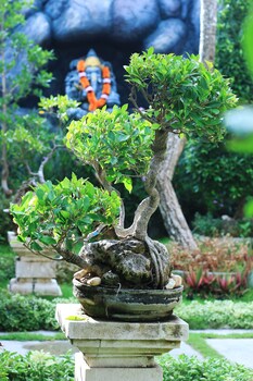 the box house nusa penida