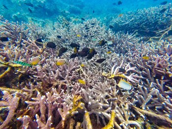 the box house nusa penida