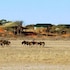 suricate tented lodge