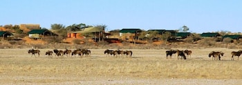 suricate tented lodge