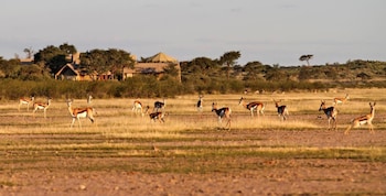 suricate tented lodge