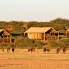 suricate tented lodge