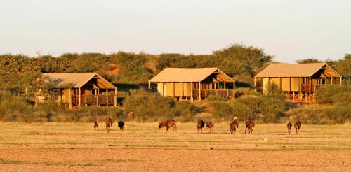 suricate tented lodge