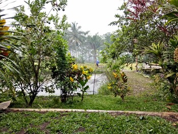 banyuwangi