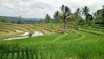 banyuwangi