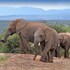 addo