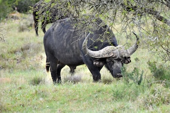 addo