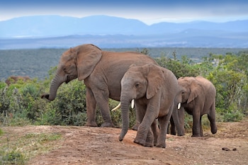 addo