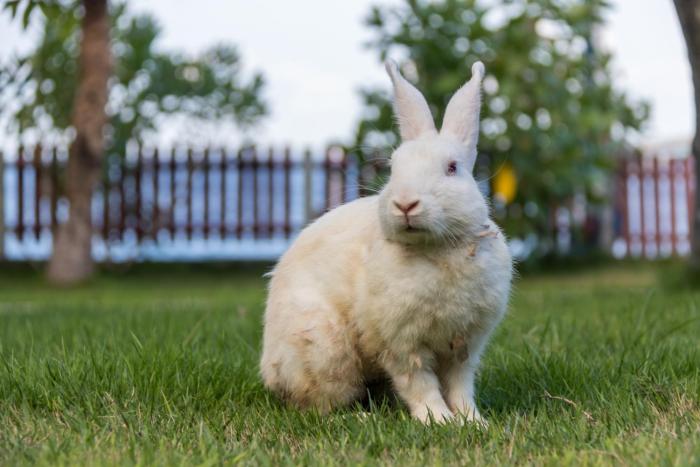 villa sky dancer bali