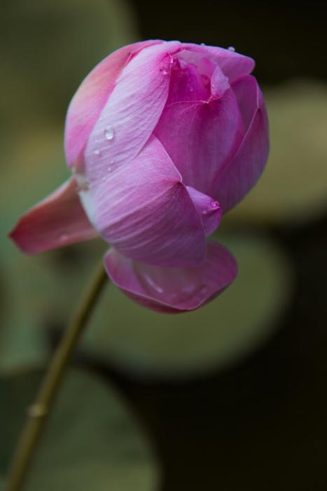 villa sky dancer bali