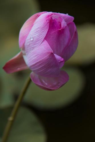 villa sky dancer bali