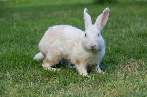villa sky dancer bali