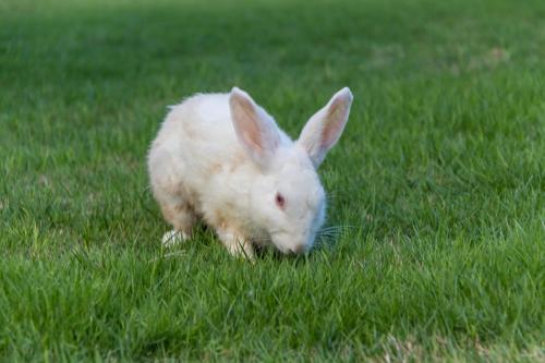 villa sky dancer bali