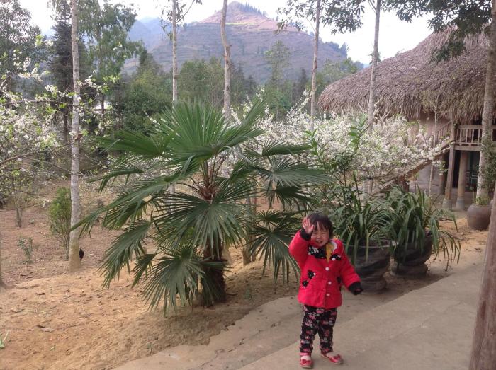 bac ha
