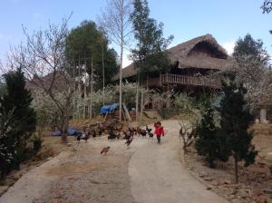bac ha