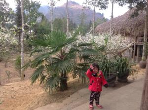 bac ha